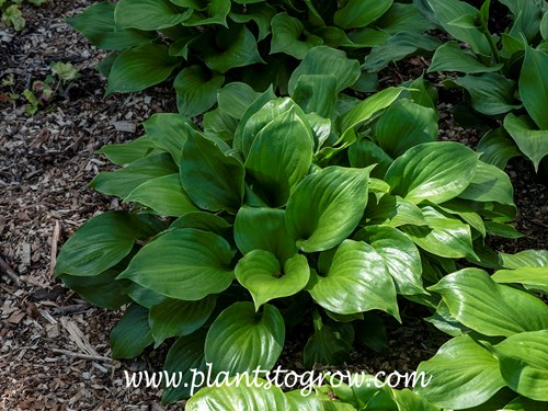 'Royal Crest' Hosta
A small plant showing the shiny green leaves